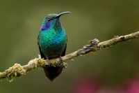 Kolibrik zeleny - Colibri thalassinus - Green Violet-earo1148